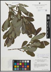 Foto von Salix appendiculata Vill.